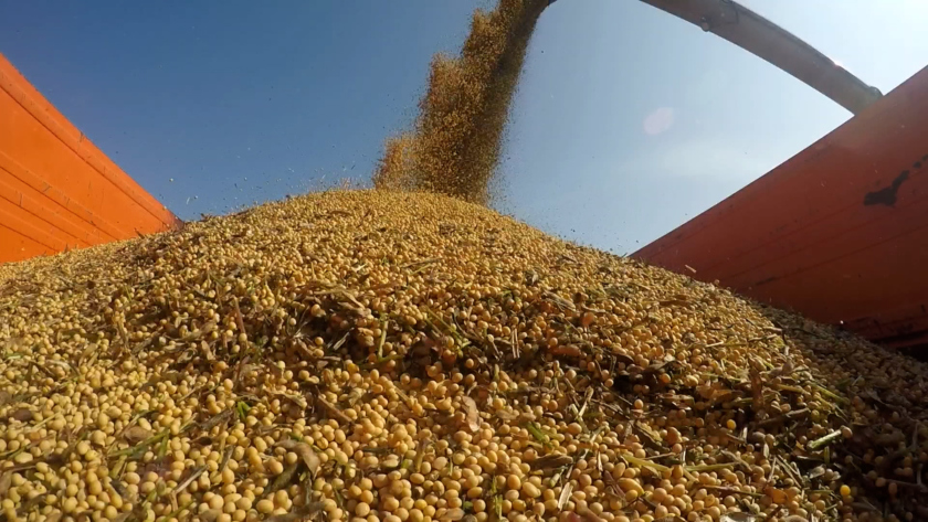 АПК Приамурья в 2025 году выйдет на 100,5 млрд рублей и установит рекорд по сбору зерна - gtrkamur.ru