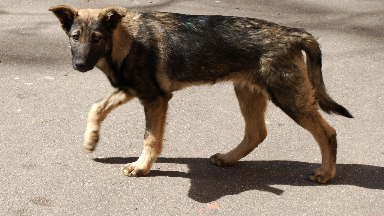Нападение произошло в районе улицы Воронежская