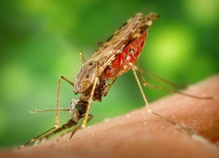 Канадские ученые предложили использовать древних комаров для борьбы с малярией