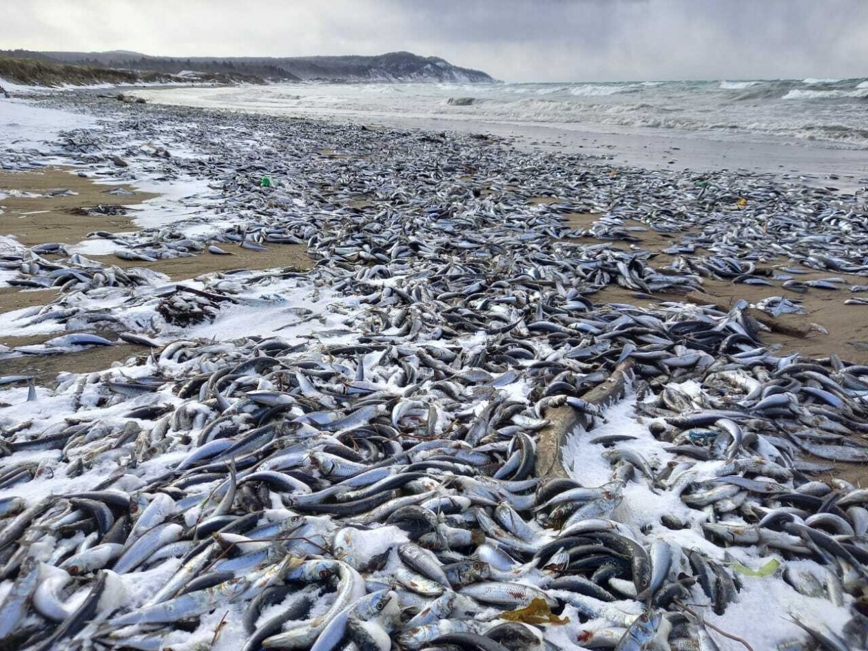 живая рыба в мертвом море