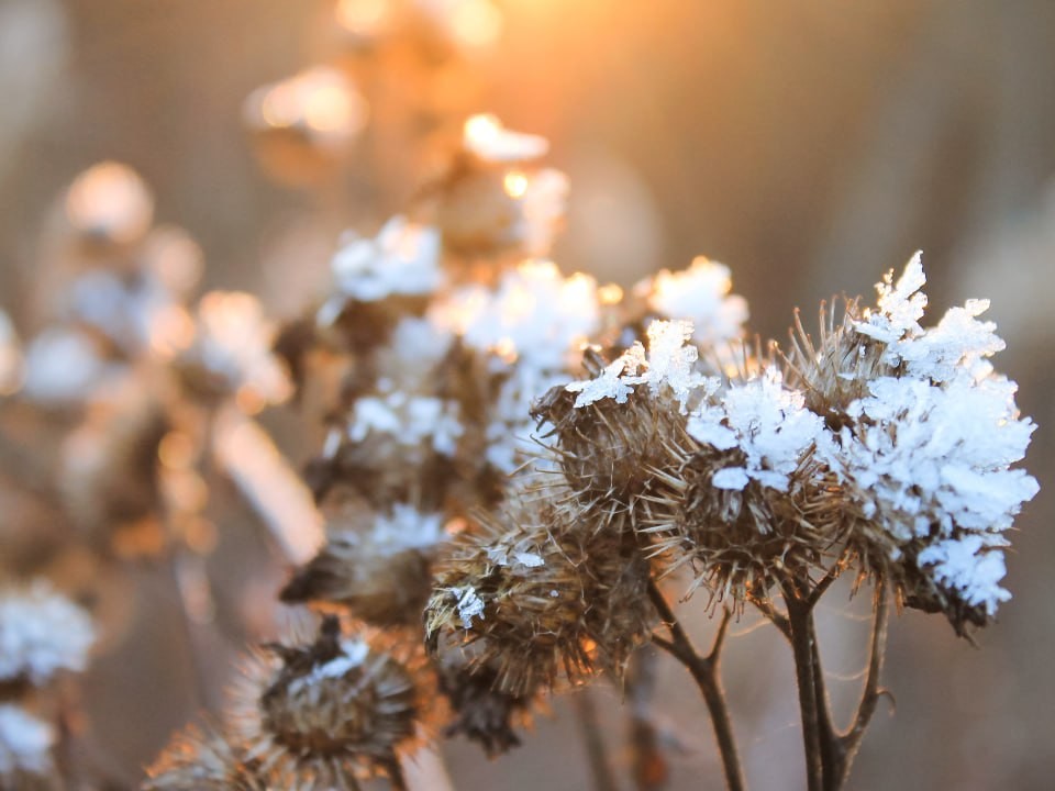 Жители Подмосковья пережили самую холодную ночь с начала осени