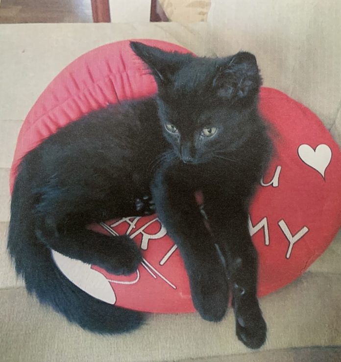 Авито волжский кошек. Авито волжский кошек. Котята в добрые руки волгоград. Домашняя трехцветная кошка. Авито волжский кошек.