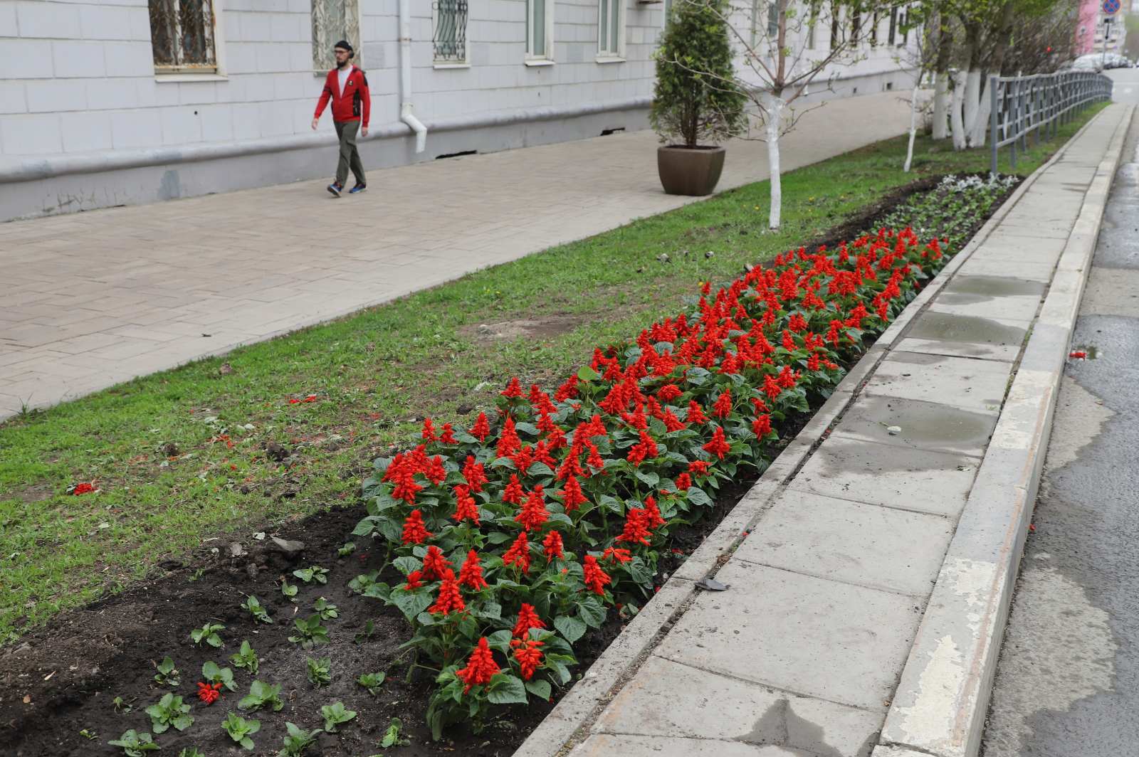 Цветники на разделительной полосе