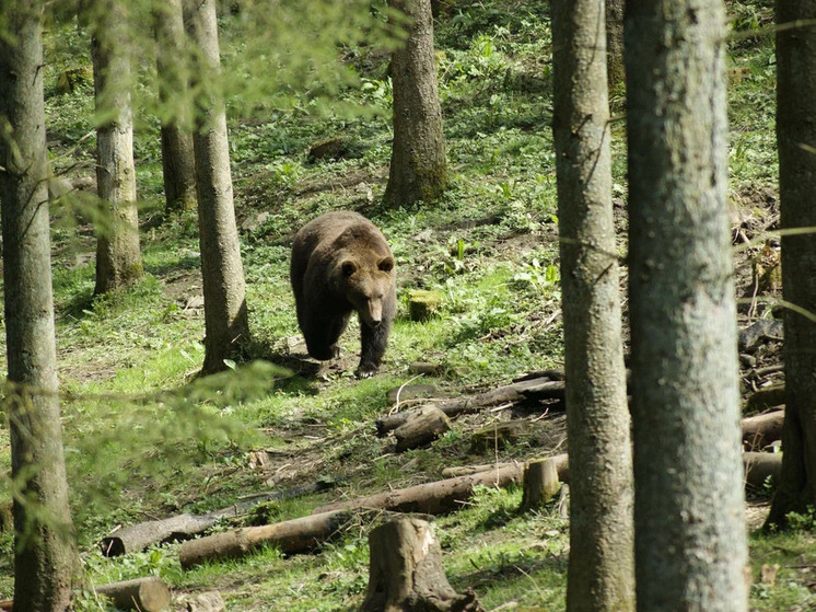  Карельские медвежата пока не покидают Тверской центр реабилитации