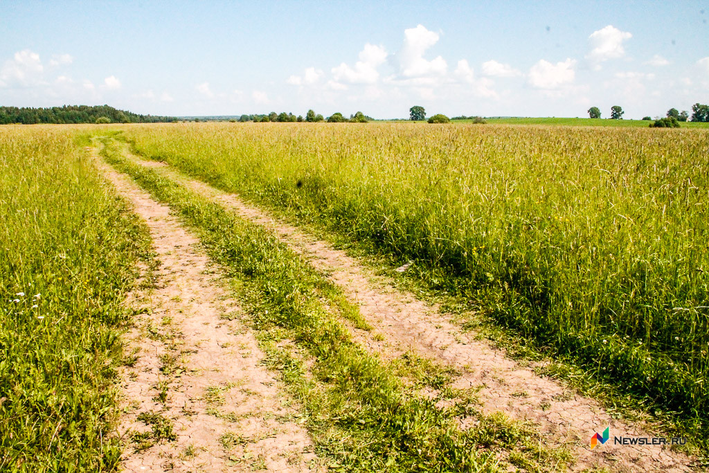 В Кировской области нашли 167 тысяч тонн «неправильного» зерна