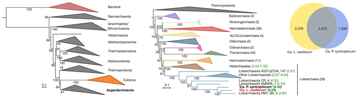Рис. 2. Эволюционные деревья, показывающие родственные связи асгардархей в целом и двух культивируемых видов в частности