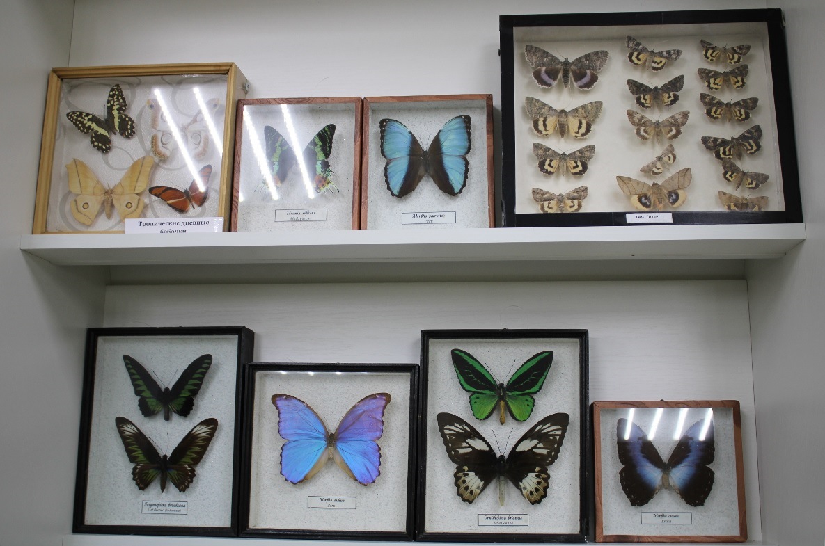 Уникальная выставка бабочек открылась в Лежневе Ивановской области 