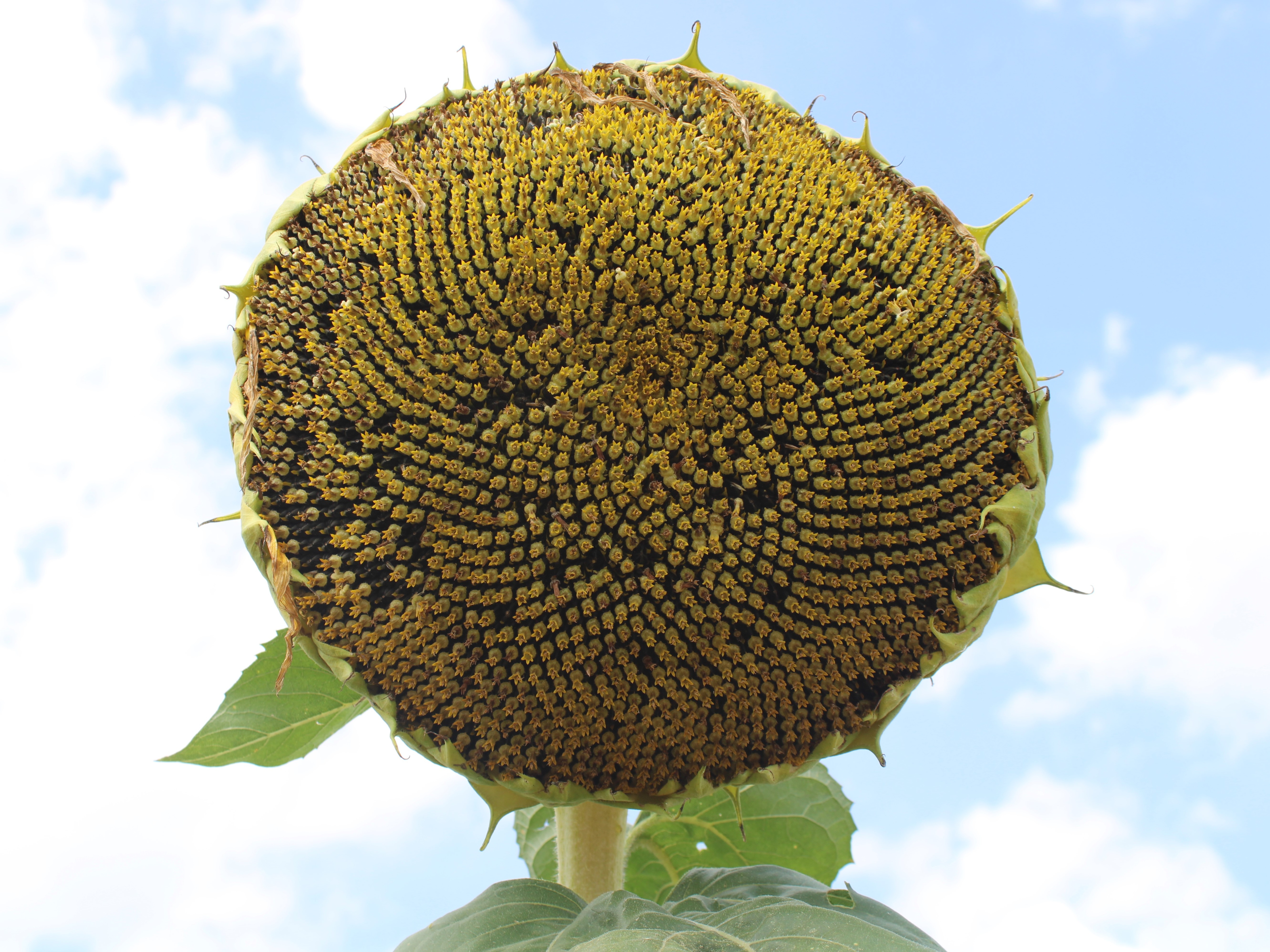 Sunflower sour tower