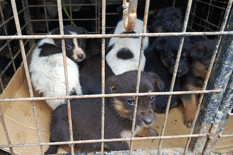 С 2023 года регионы России получили право самостоятельно решать, что делать с бесхозными животными, и почти два десятка субъектов легализовали эвтаназию. Татарстан в их число не входит