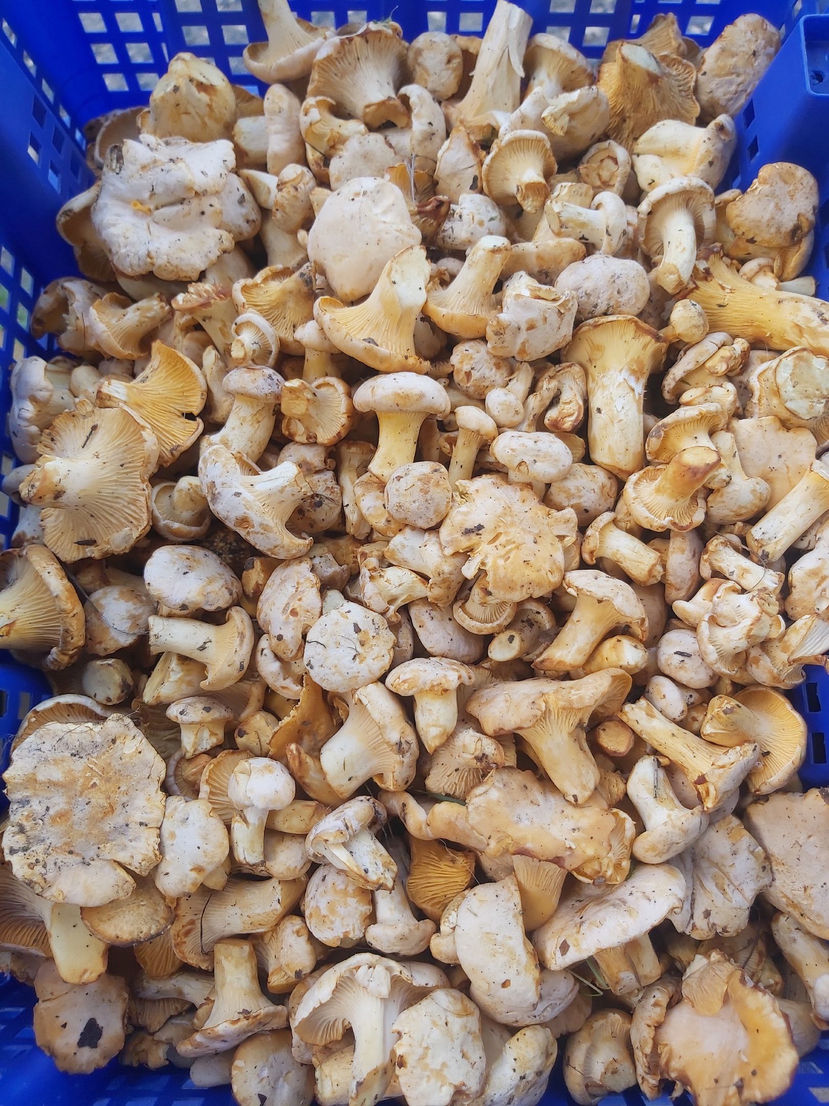 Самые популярные грибы. Сколько в литре лисичек килограмм. 1 кг лисичек это сколько литров. В мешке лисичка. Сколько в литре лисичек килограмм.