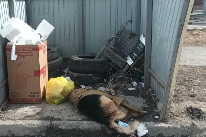 В Южно-Сахалинске обнаружили труп собаки: что делать в случае потери питомца пресс-служба АО Управление по обращению с отходами