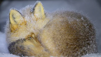 День сворачивания в клубочек отмечается сегодня в Камчатском крае