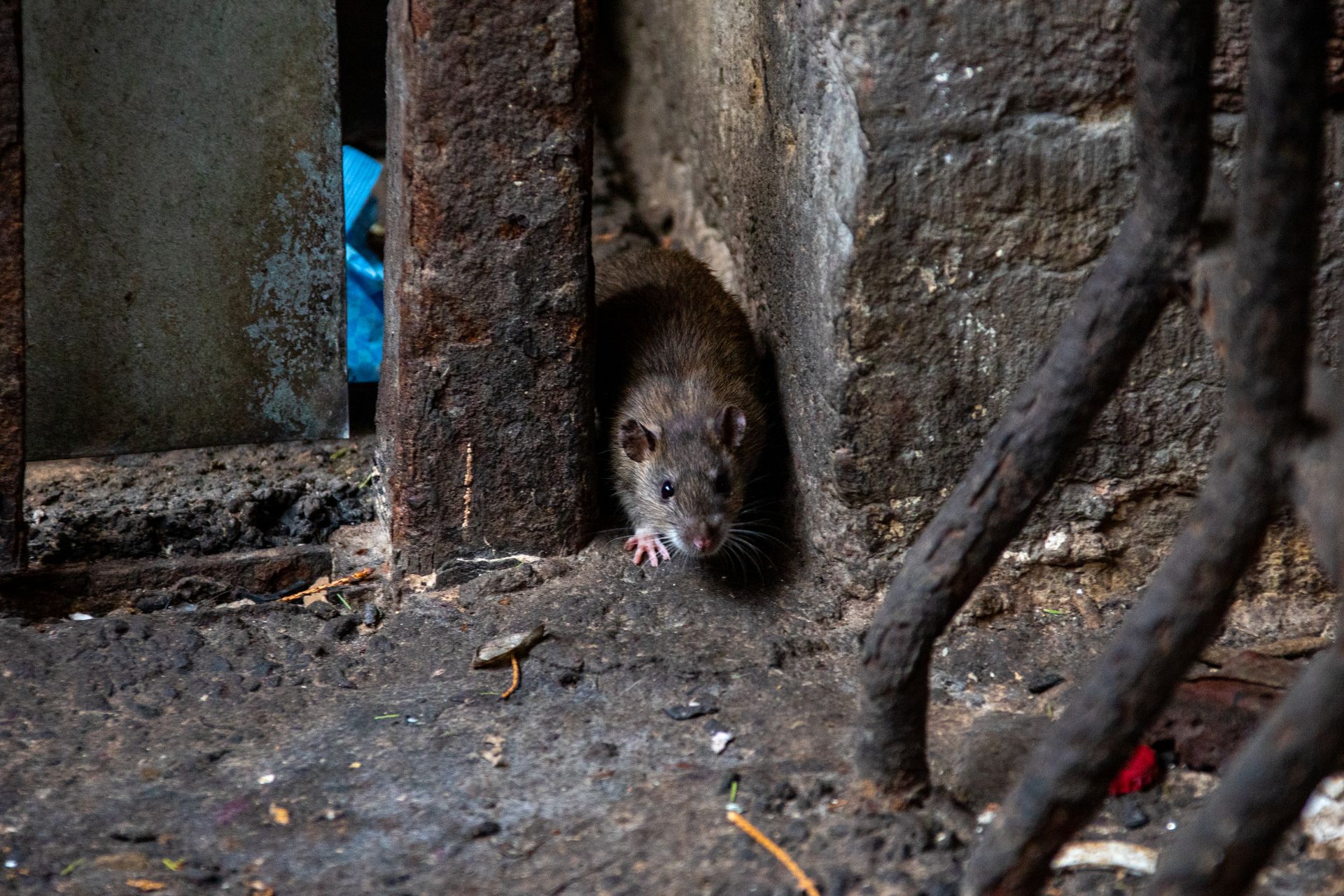 что такое крыса в пабг фото 47