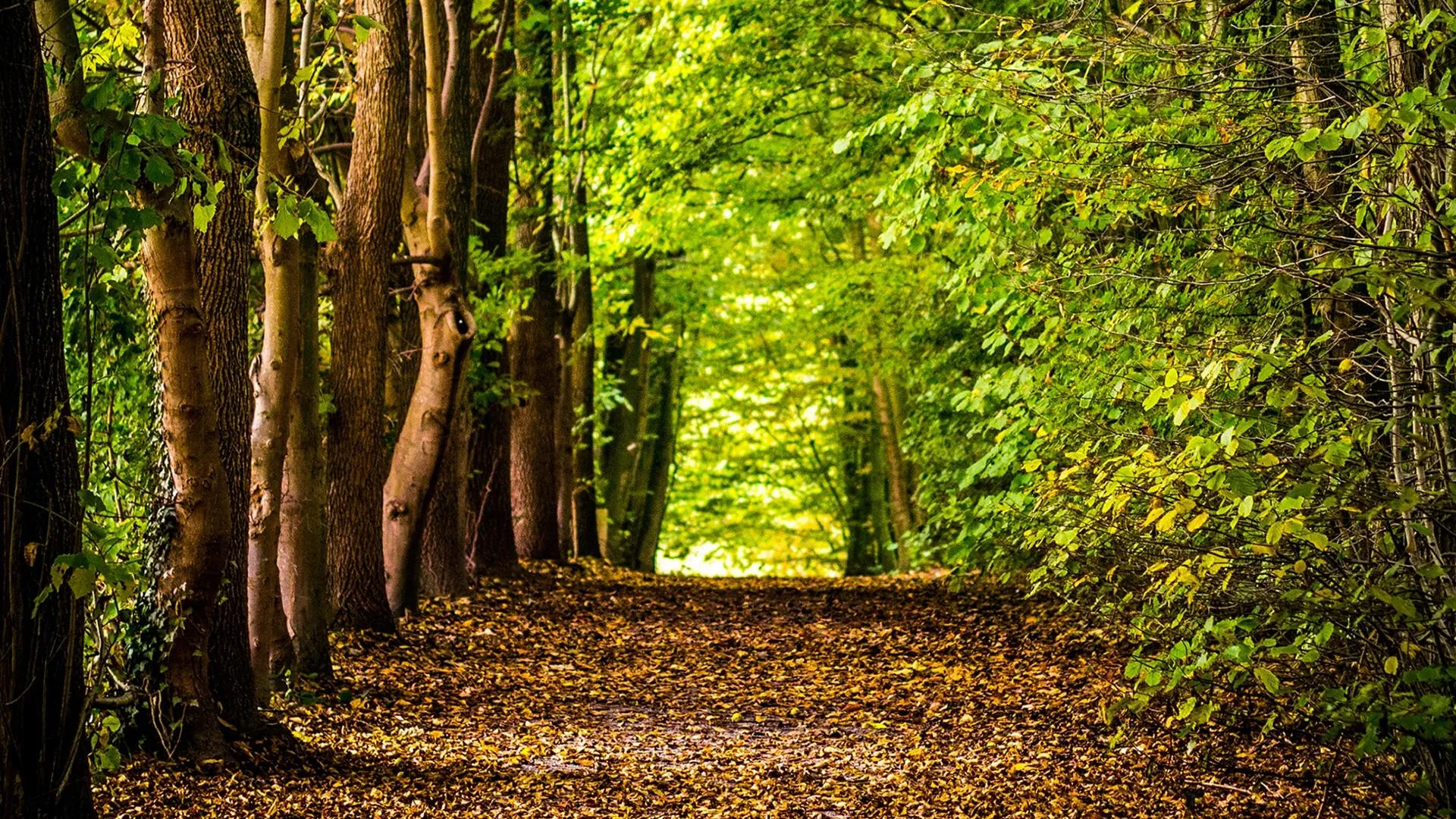 Майка ндфл 15 процентов. Фотографии больше 5 мб. Самозанятые предприниматели. Свыше 5. Самозанятые.