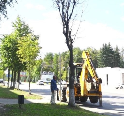 В Муроме начали бороться со златкой, поразившей деревья