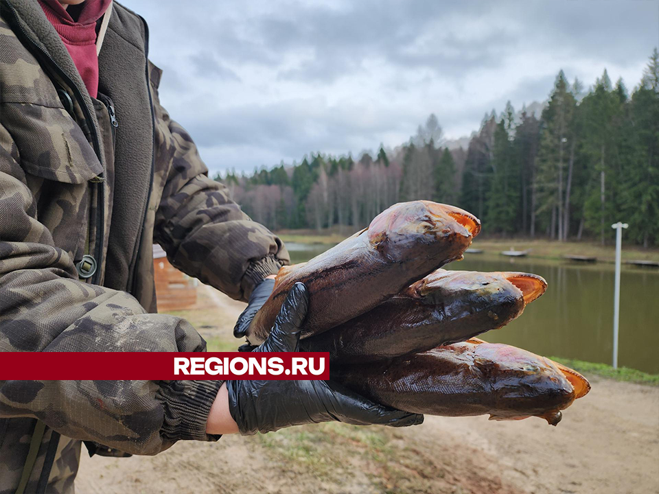 Фото: REGIONS/Александр Степушкин