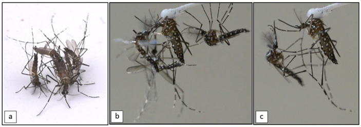 Самки комаров Aedes aegypti подвергаются преслед