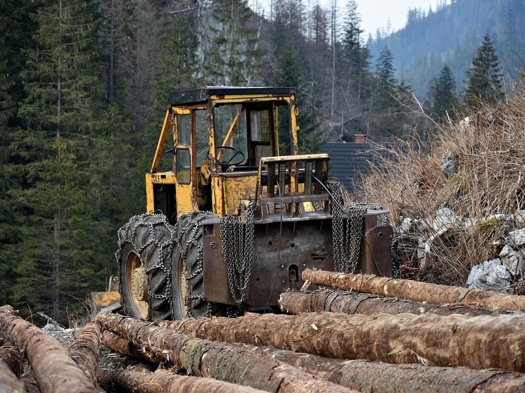 Прокуратура Башкирии выявила нарушения при проведении рубки леса