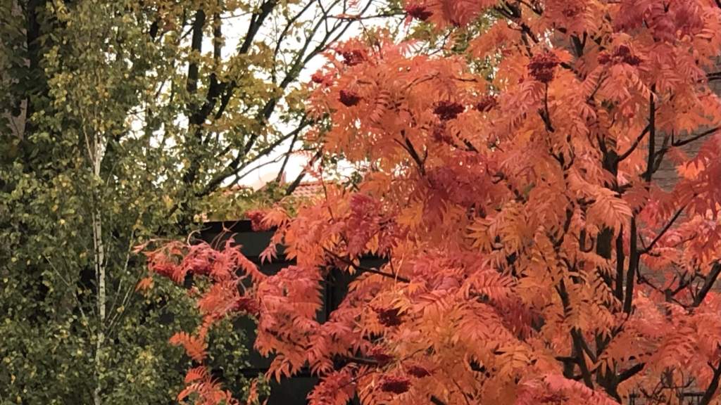 УХОДЯЩАЯ ОСЕНЬ В ПАРКЕ КРЕТИНГИ