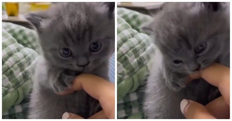 Развлечения для кошек. Возраст котенка по размеру. Как правильно выбрать котенка. Милые котики видео. Кот дает пять.