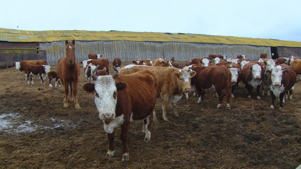 крс астрахань. крс астрахань. курганская корова. крупнорогатый скот. животноводство в самарской области.
