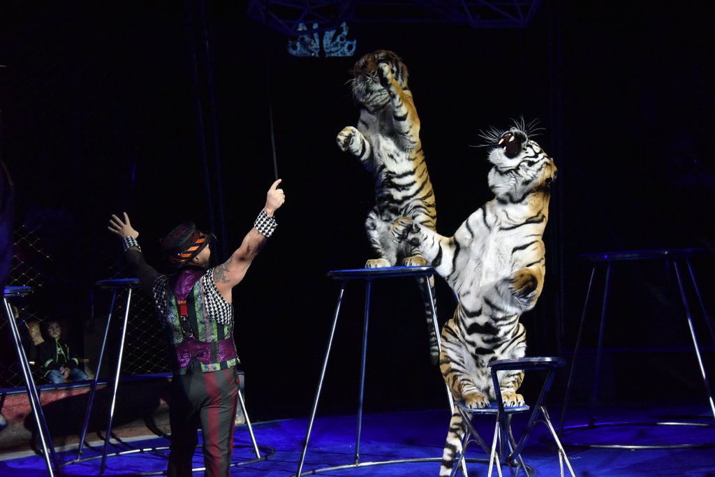 Цирковой слон шапито. Когда закроют цирк животных. Какие цирки закрыли. Ушаснейшее шоу на земле. Цирк на гастролях.