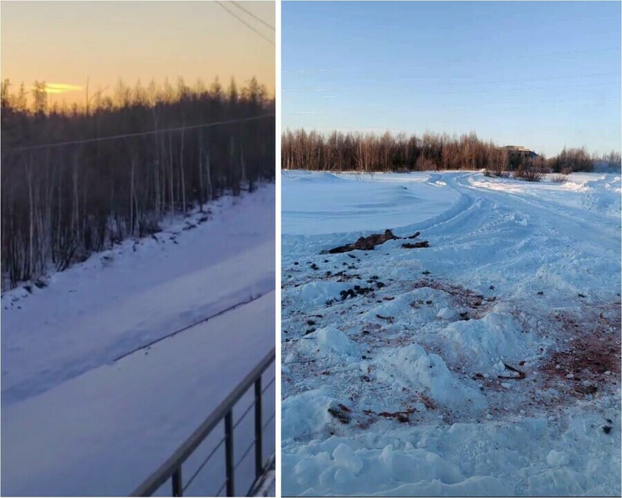 Волки вышли будьте осторожны В Амурской области жители северных поселков предупреждают об опасности