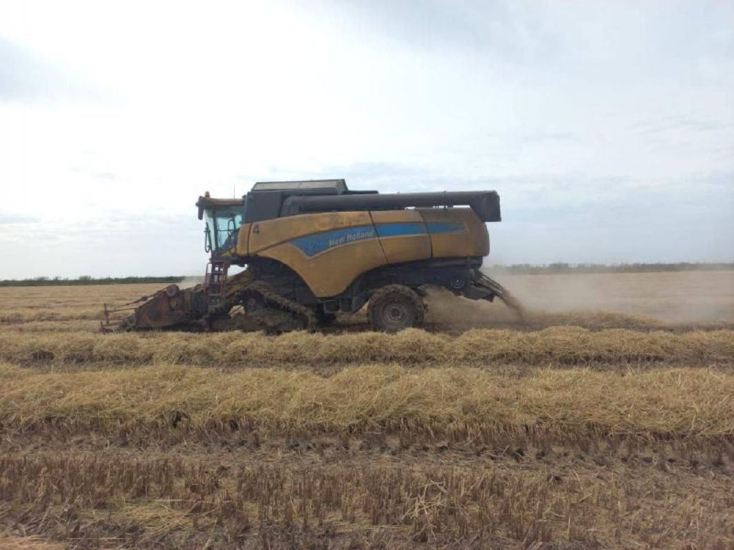 Плантации риса в краснодарском крае. Дон 2600 вдр. Рис астраханская область. Рисовые поля в краснодарском крае. Рис астрахань.