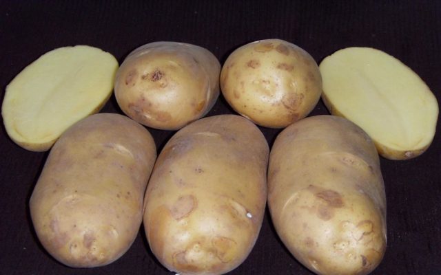 Лучшие сорта картофеля для Южного и Среднего Урала: семенного, новые, отзывы