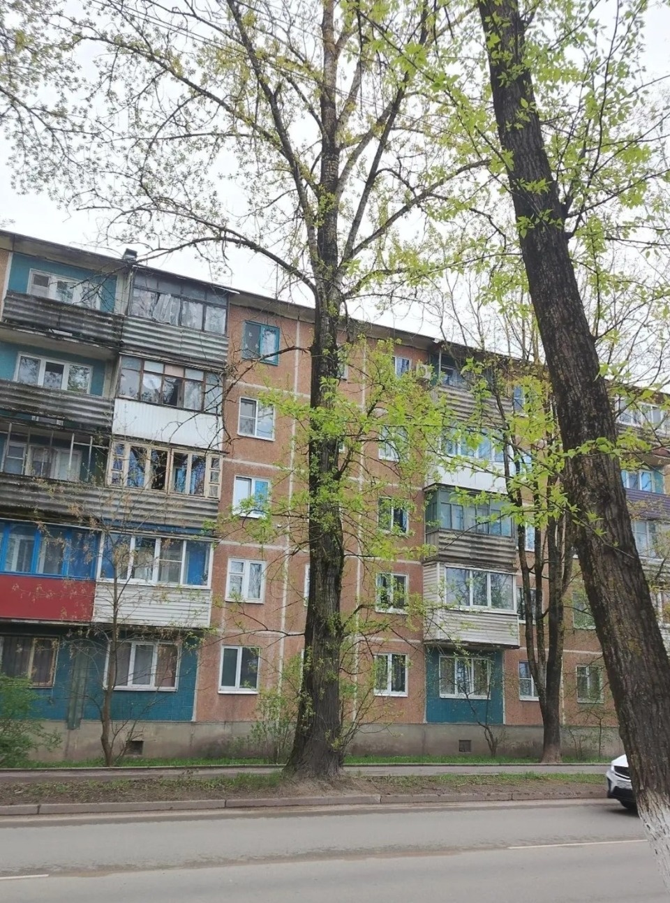 На улице Народной в Пскове спилят старые тополя