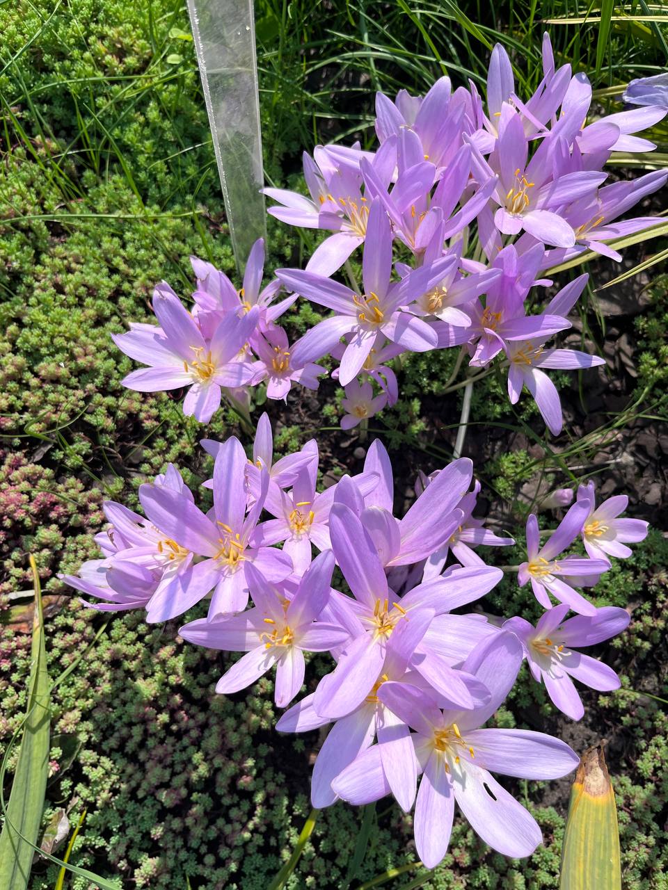 Безвременник яркий Colchicum laetum Stev Семейство Мелантиевые — Melanthiaceae