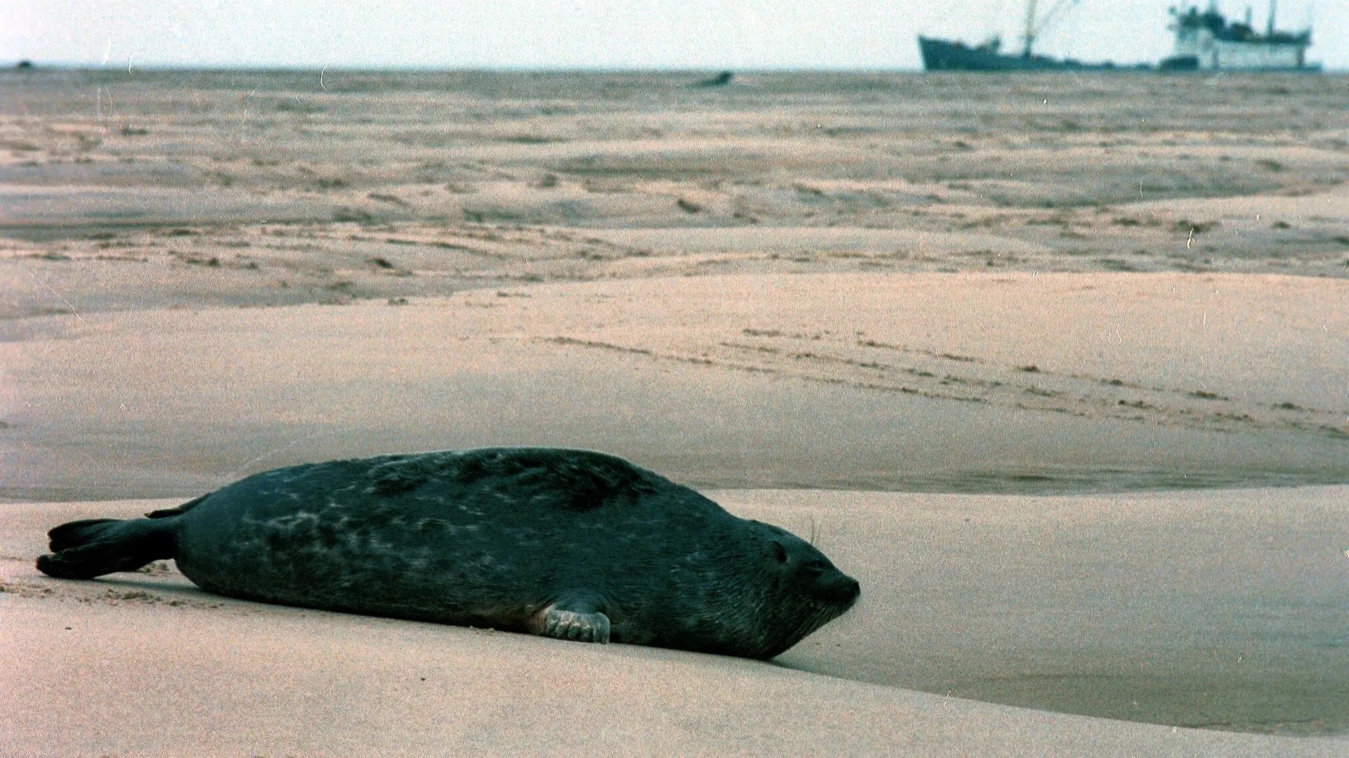 тюлени в каспийском море