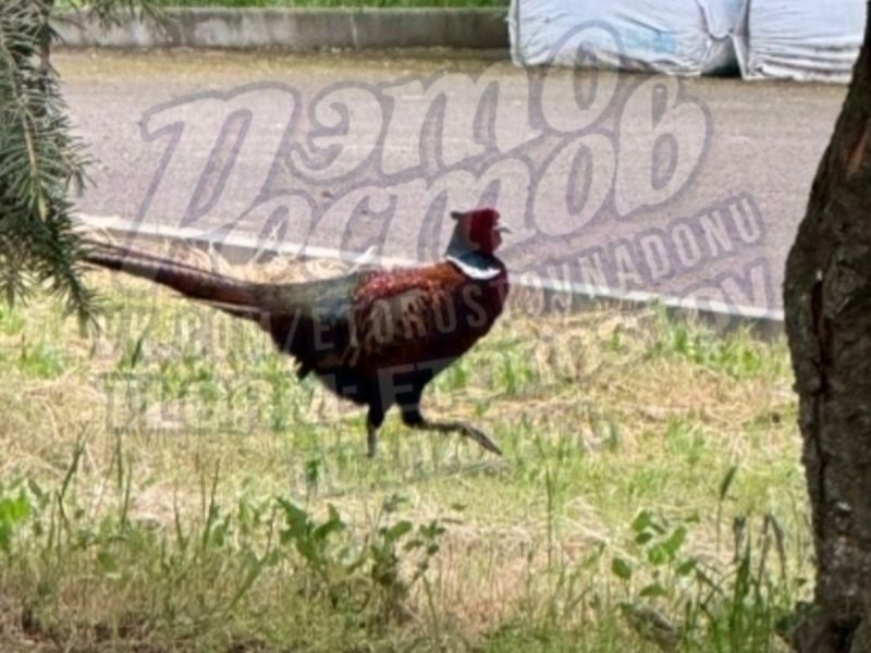 В Ростове фазана заметили на стадионе СКА