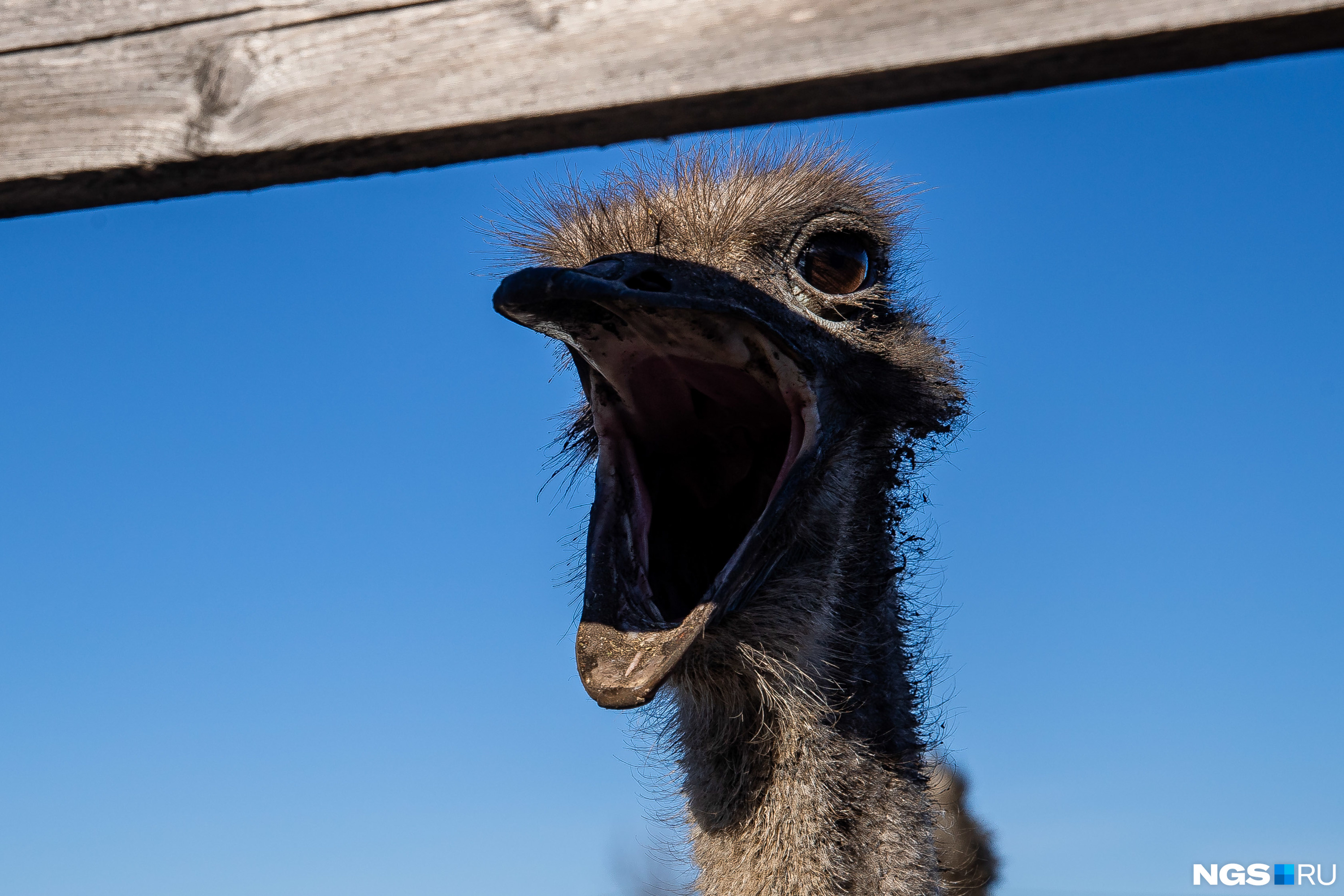 Осталось 3 страуса. Страус в новосибирском зоопарке есть. Осталось 3 страуса. Загадка про трех летящих страусов. Страусы.