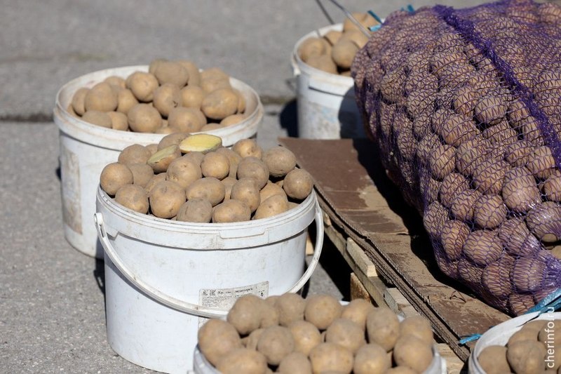 Устюженский картофель стал предметом исследования ученых