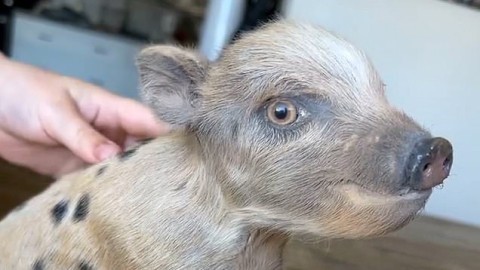 Американка начала изготавливать копилки из настоящих поросят 