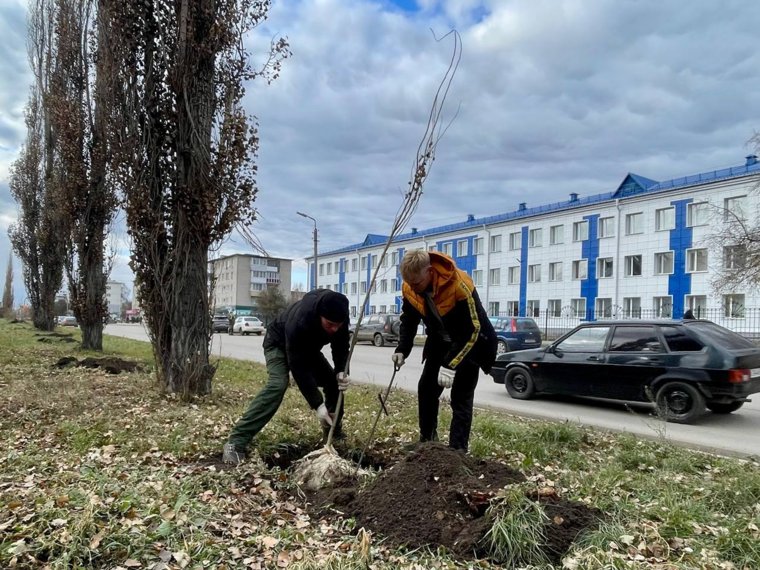 В Шадринске меняют аварийные тополя на новые деревья