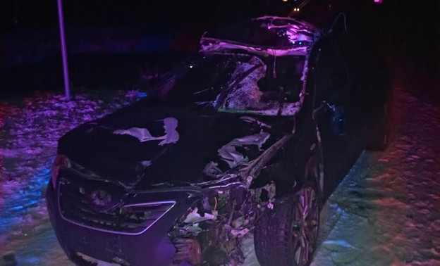 «Камри» сбила лося в Верхошижемском районе