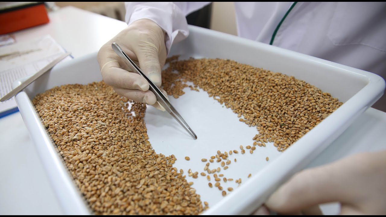 качество зерновых. выращивание пшеницы в доу. пшеница показатели качества гост. показатели качества зерна пшеницы по классам таблица. оценка качества зерна.