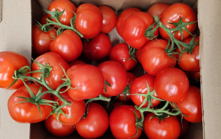 tomaty 23.01