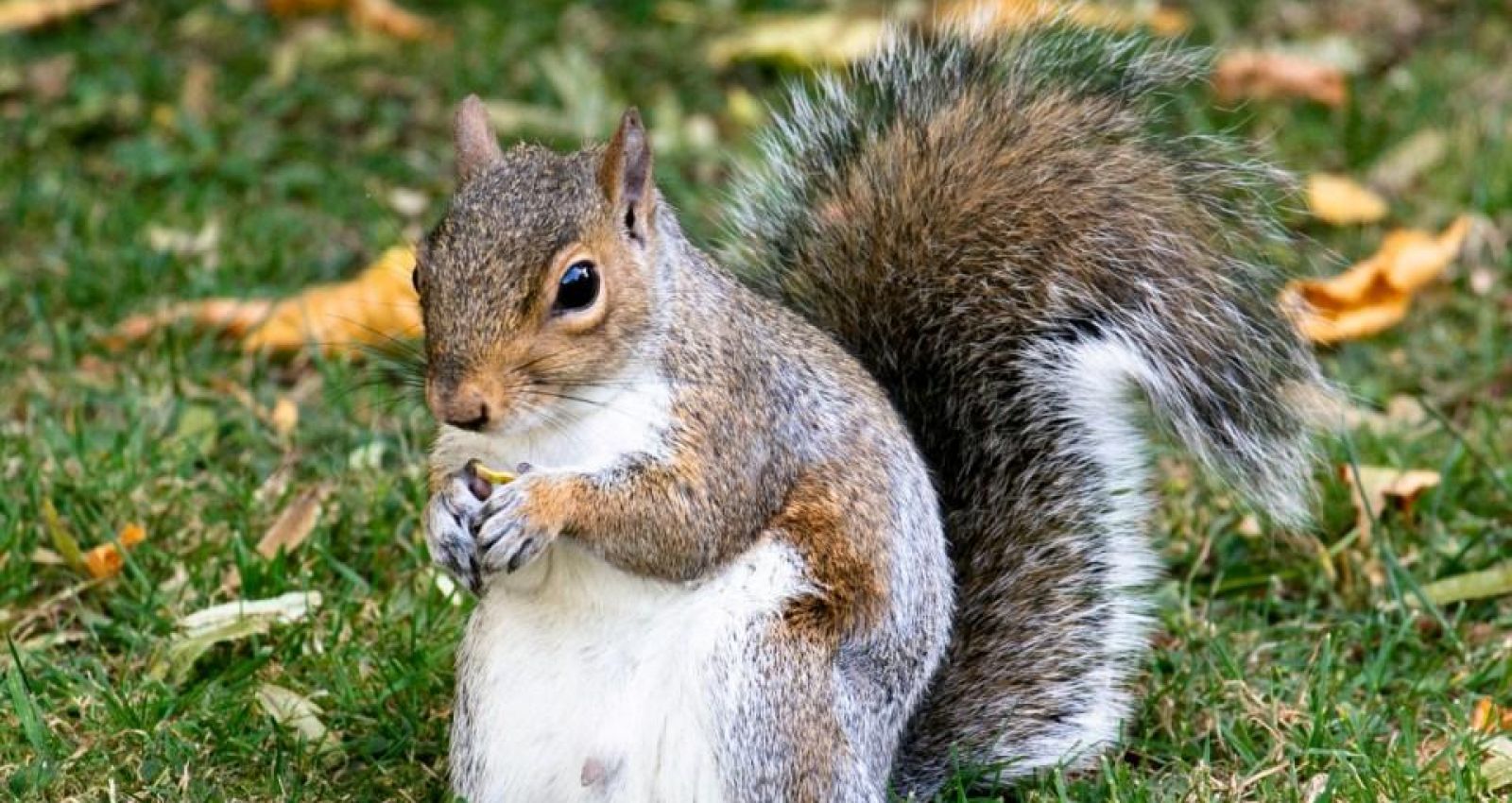 Белочки рыженькая и желтенькая собирали орехи причем. Белка ферал. Raccoon and Squirrel. Ground nut and Squirrel