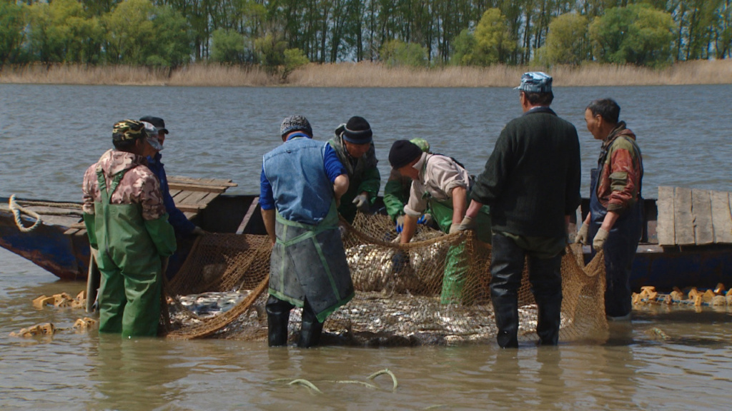 Рыбаки. Рыбаки промышленные Астрахань. Рыба в наводнении. Вылов воблы в Астрахани в 2023 году.