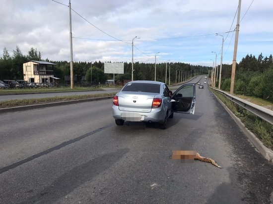 Автомобиль задавил лису в Петрозаводске