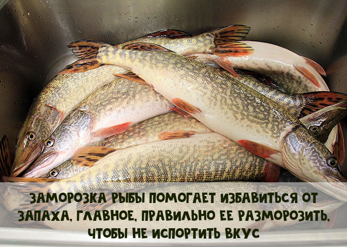 Запах рыбы. Карп карпович. Рыба пахнет тиной. Жареные речные рыбы без головы. Убираем запах рыбы.