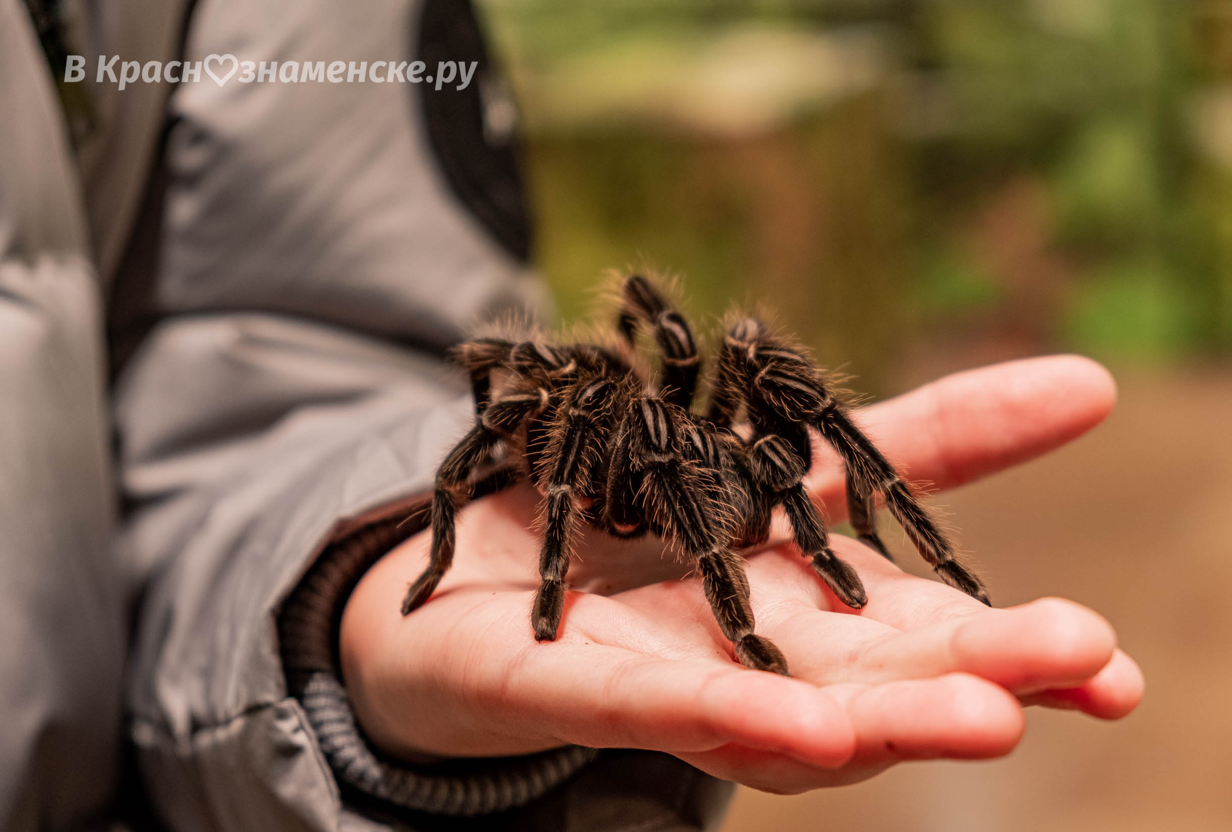 пауки гиганты красивые. выставка пауков севастополь 2023. австралийские пауки гиганты. выставка пауков севастополь 2023. выставка пауков севастополь 2023.