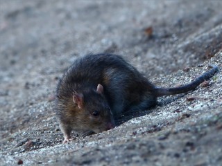 Полчища крыс заполонили Краснознаменск