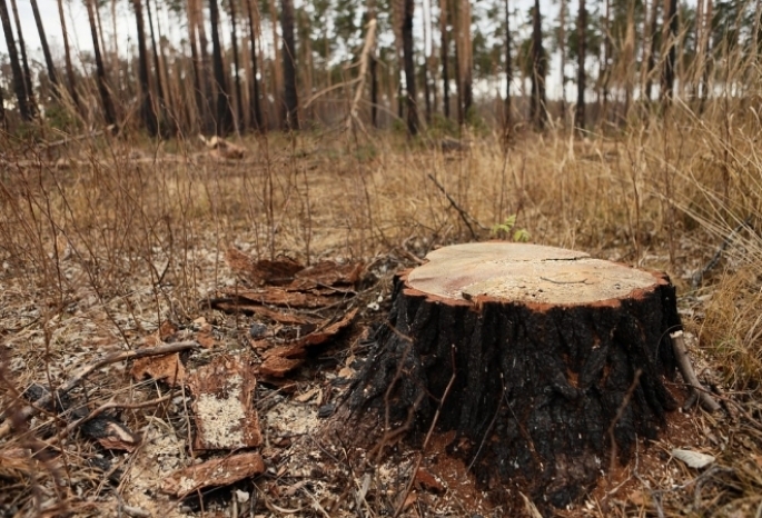 Омского «черного лесоруба», спилившего деревьев на миллион рублей, отправили в колонию