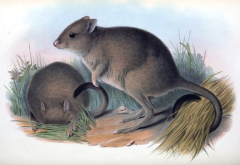 «Мини-кенгуру» вернулись в Южную Австралию спустя 100 лет