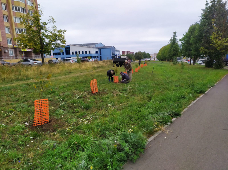 В Костроме в рамках озеленения, идет осенняя посадка деревьев