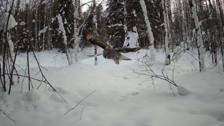 Минприроды Коми: фотоловушка заказника «Дзервад» зафиксировала краснокнижную бородатую неясыть